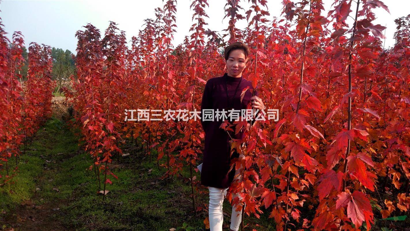 美國紅楓苗多少錢一株 美國改良紅楓夕陽紅