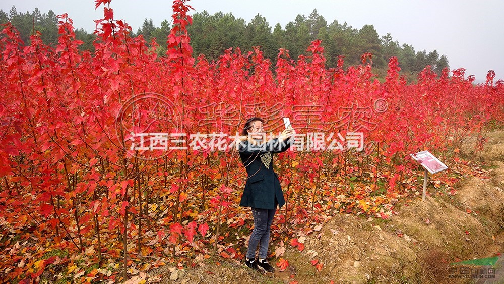 美國(guó)紅楓小苗 美國(guó)紅楓秋火焰和美國(guó)紅楓夕陽(yáng)紅