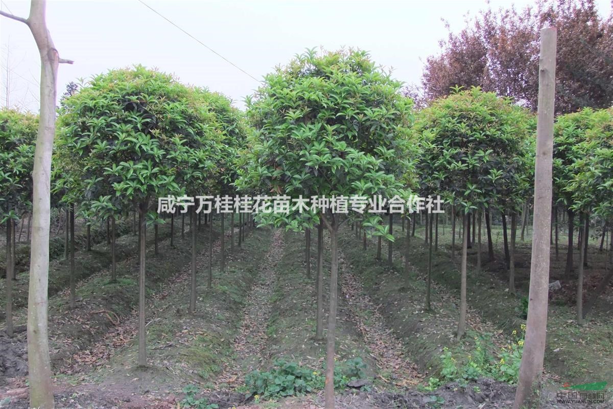 6公分桂花樹價格8公分桂花多少錢一顆，10公分桂花價格