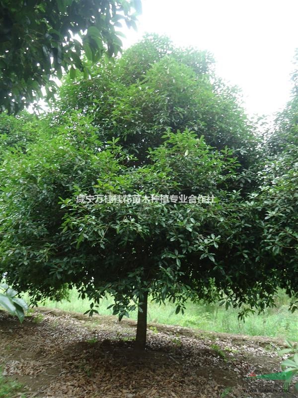 哪里的桂花樹多?8-10-12公分桂花價(jià)格是多少?
