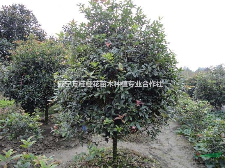 哪里的桂花樹多?8-10-12公分桂花價(jià)格是多少?