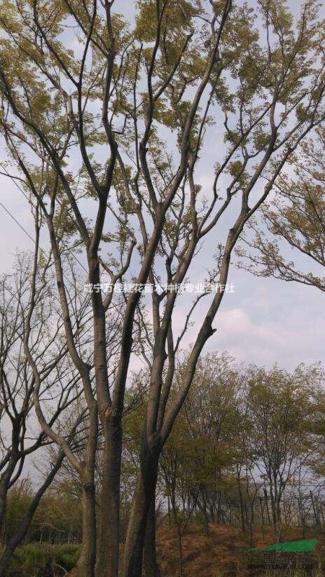 湖北多桿樸樹 4桿叢生樸樹 5桿樸樹 6桿樸樹