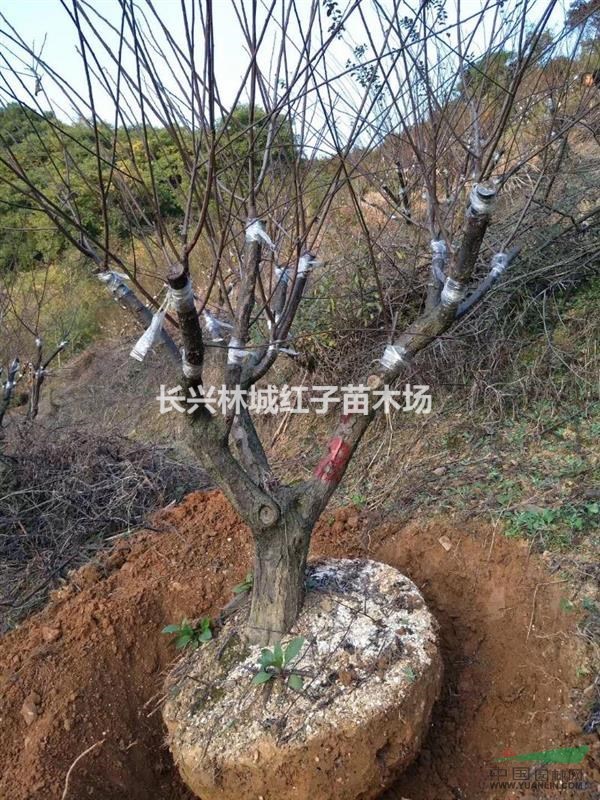 林城泗安提供8-15公分红梅量大，桂花柱