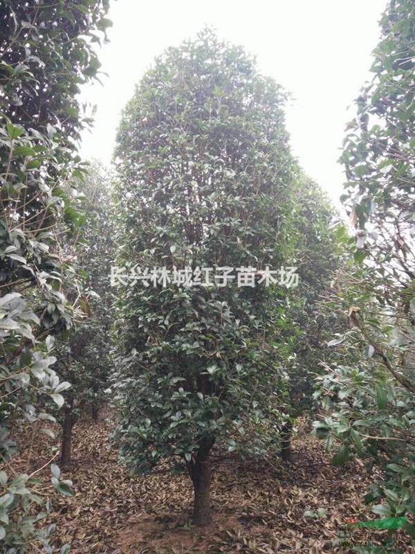 林城泗安提供8-15公分红梅量大，桂花柱