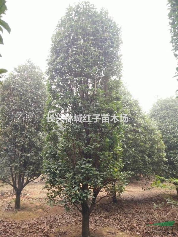 林城泗安提供8-15公分红梅量大，桂花柱