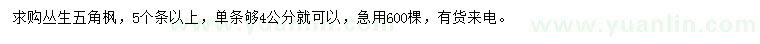 求購(gòu)叢生五角楓