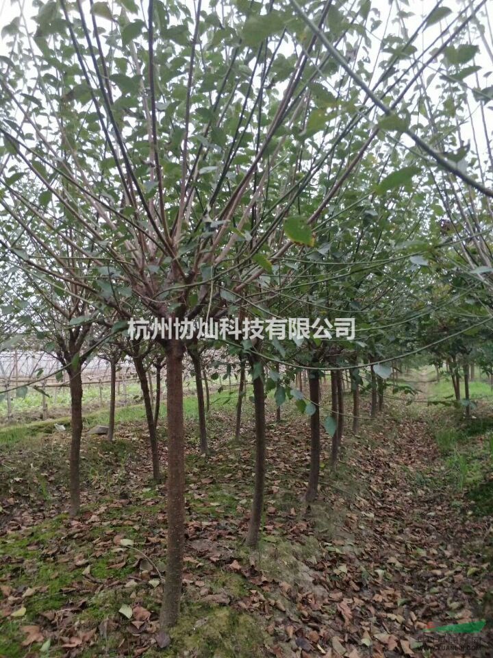 供應紅梅原樁20公分及青梅樁18到25公分