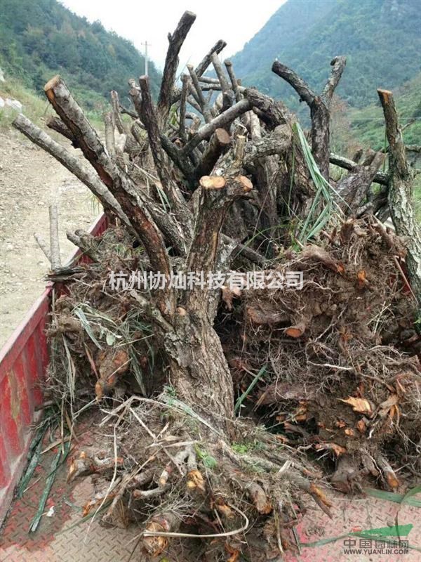 供應紅梅原樁20公分及青梅樁18到25公分