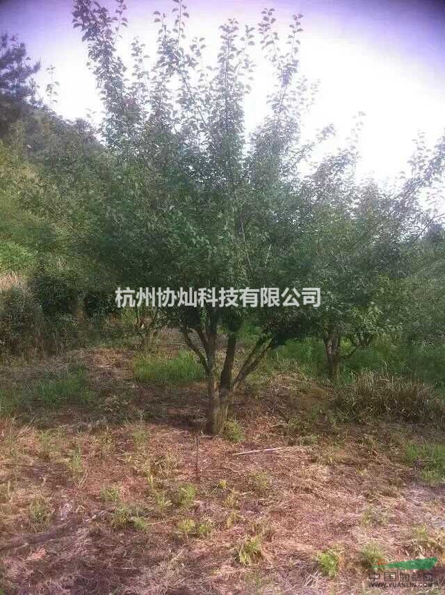 供應紅梅原樁20公分及青梅樁18到25公分