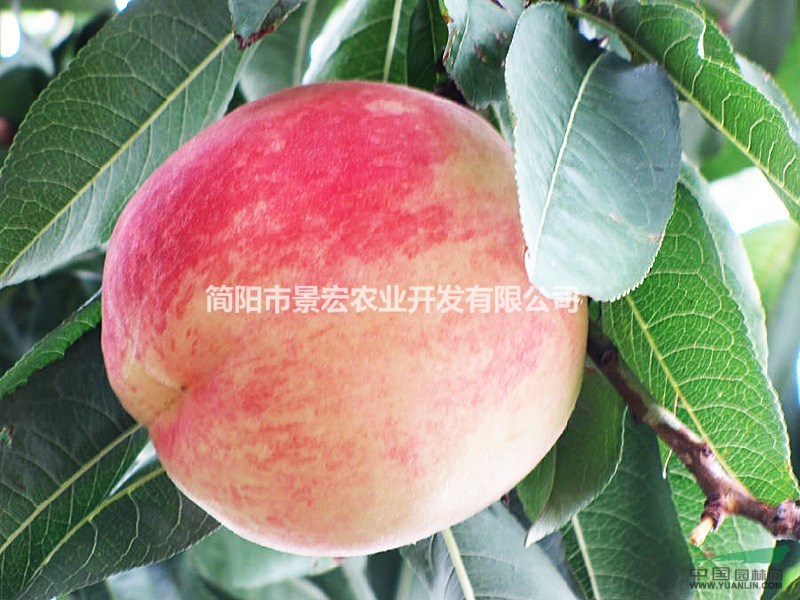 桃子樹(shù)苗的品種，脆甜桃子樹(shù)苗批發(fā)，晚白桃子樹(shù)苗批發(fā)