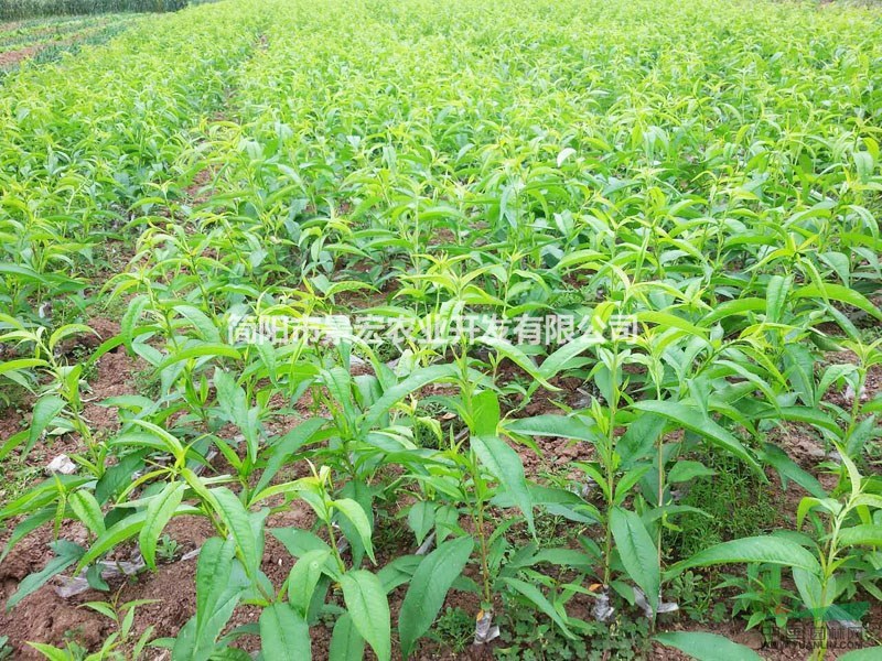 桃子樹(shù)苗的品種，脆甜桃子樹(shù)苗批發(fā)，晚白桃子樹(shù)苗批發(fā)
