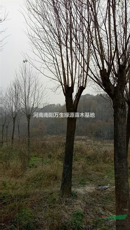 南陽地區(qū)供應(yīng)杜仲 杜仲價(jià)格 河南杜仲 杜仲樹