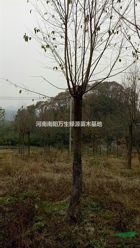 南陽地區(qū)供應(yīng)10-25公分杜仲 杜仲行情 杜仲價格 杜仲報價