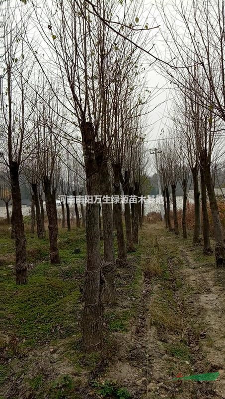南陽地區(qū)供應(yīng)10-25公分杜仲 杜仲行情 杜仲價格 杜仲報價