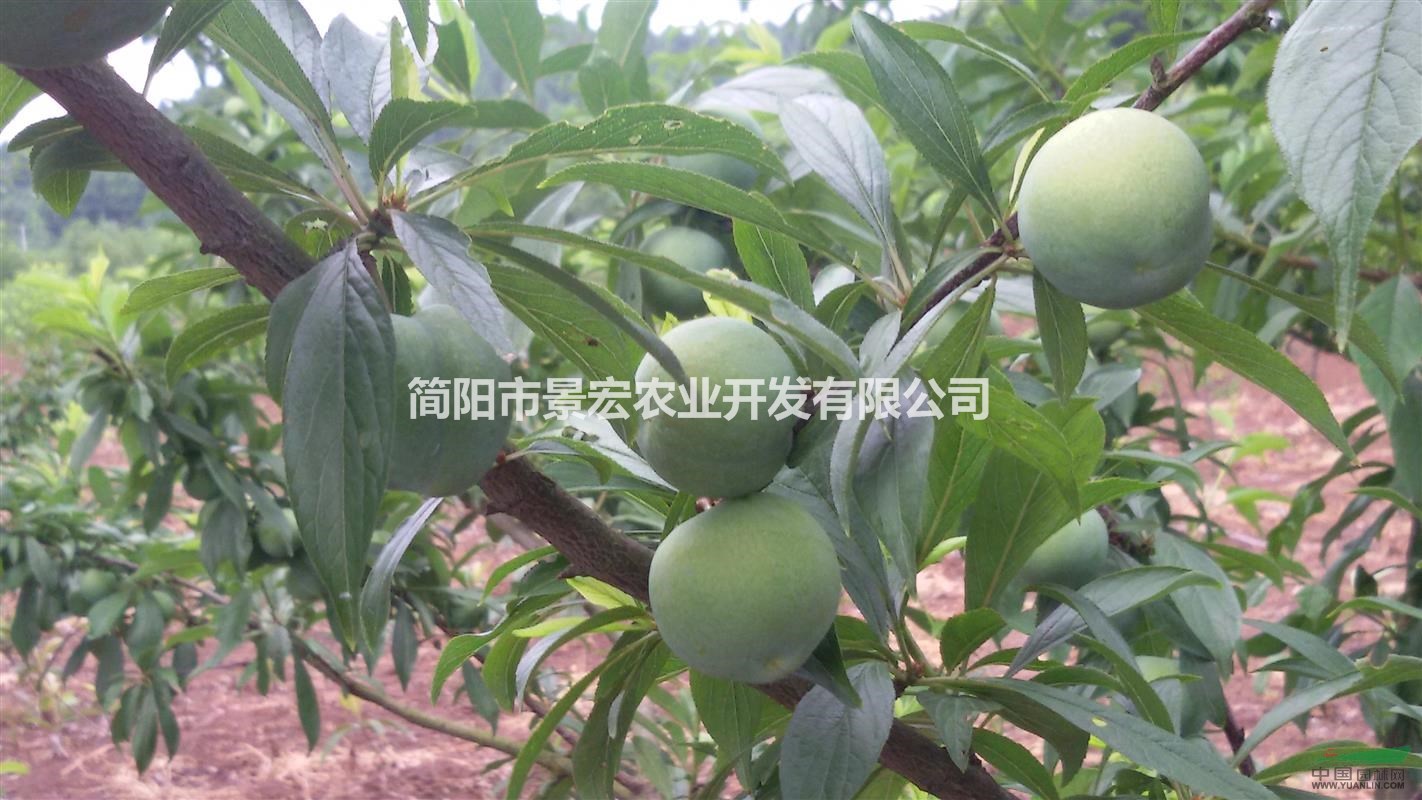 汶川李子苗，早熟李子苗，青脆李子苗供應(yīng)，李子苗的品種