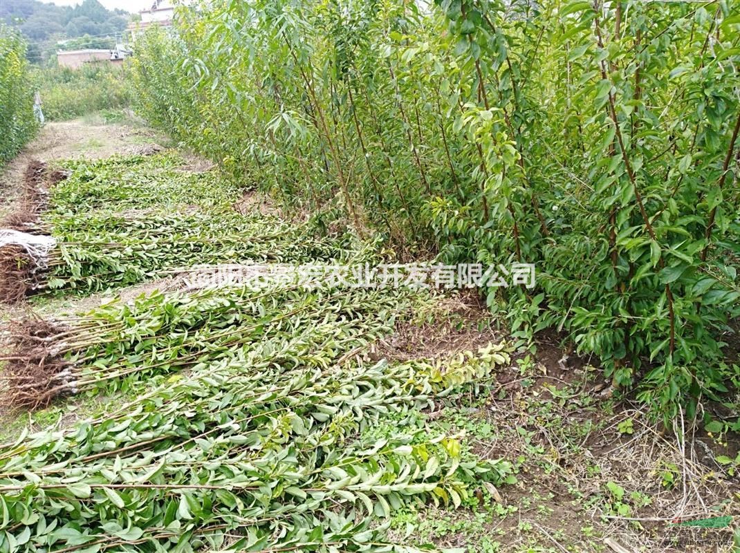 汶川李子苗，早熟李子苗，青脆李子苗供應(yīng)，李子苗的品種