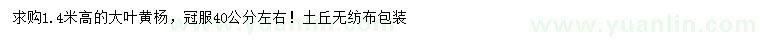 求購高1.4米大葉黃楊
