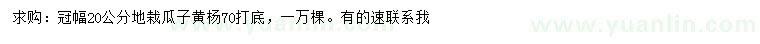 求購冠幅20公分瓜子黃楊