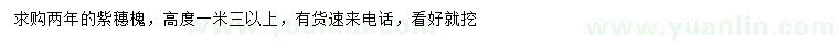 求購高1.3米以上紫穗槐