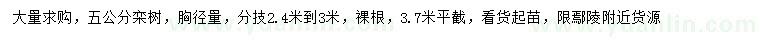求購胸徑5公分欒樹