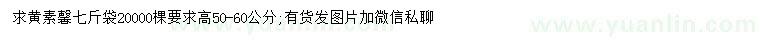 求購高50-60公分黃素馨