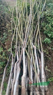 薄殼香嫁接核桃苗