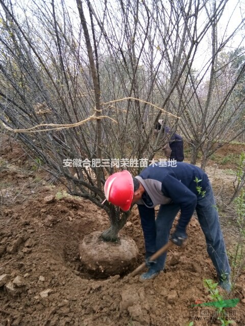 肥西三崗榮勝苗木專(zhuān)供紅梅，紅（紫）葉李，石楠，烏桕，香樟