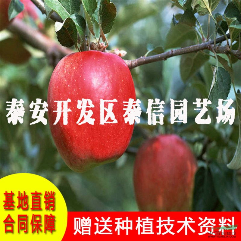 津輕蘋果苗基地 津輕蘋果苗價格