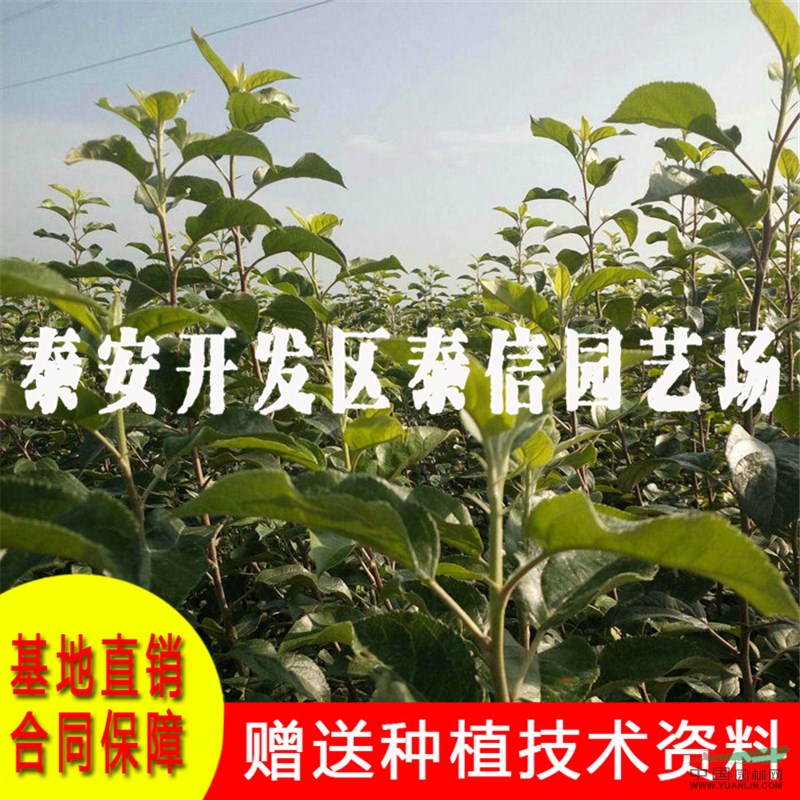 福艷蘋果苗基地 福艷蘋果苗價格