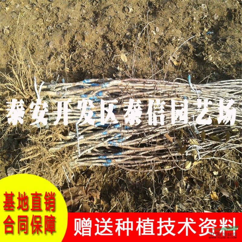 福艷蘋果苗基地 福艷蘋果苗價格