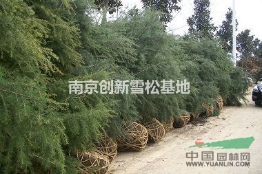 5米雪松價(jià)格 5米雪松靠譜價(jià)格（新）