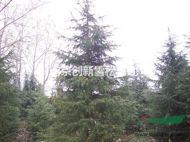  5米雪松價(jià)格 5米雪松靠譜價(jià)格（新）