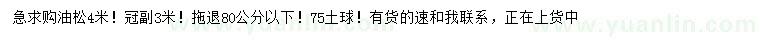 求購4米油松