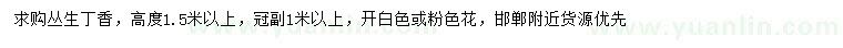 求購高度1.5米以上叢生丁香