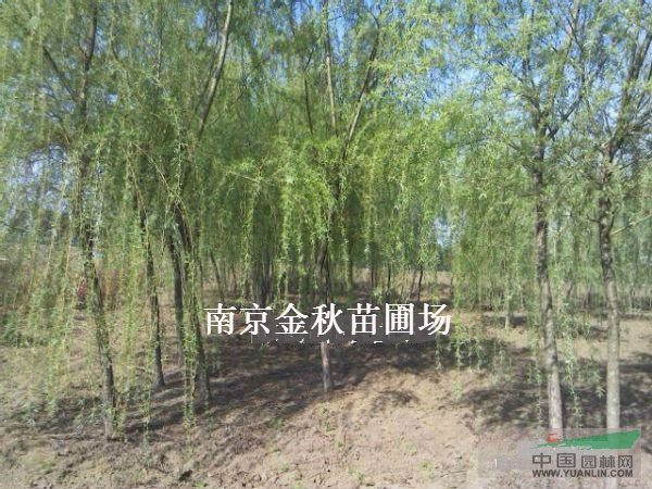 13公分垂柳價格 15公分垂柳價格