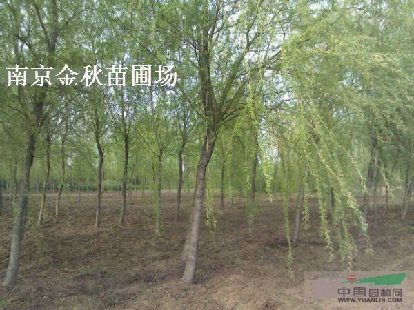 13公分垂柳價格 15公分垂柳價格