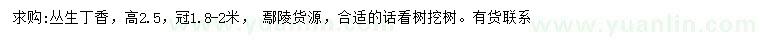 求購高2.5米叢生丁香