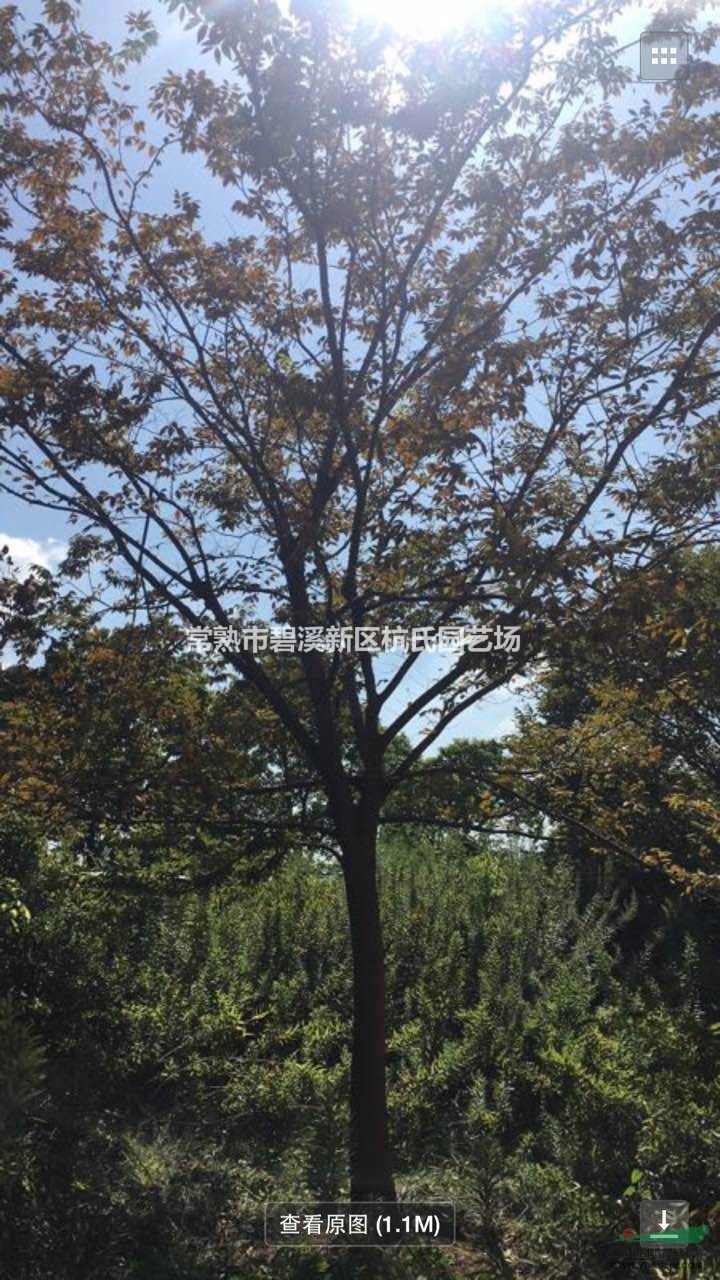 蘇州胸徑24公分櫸樹6000元，24公分紅櫸6000元。