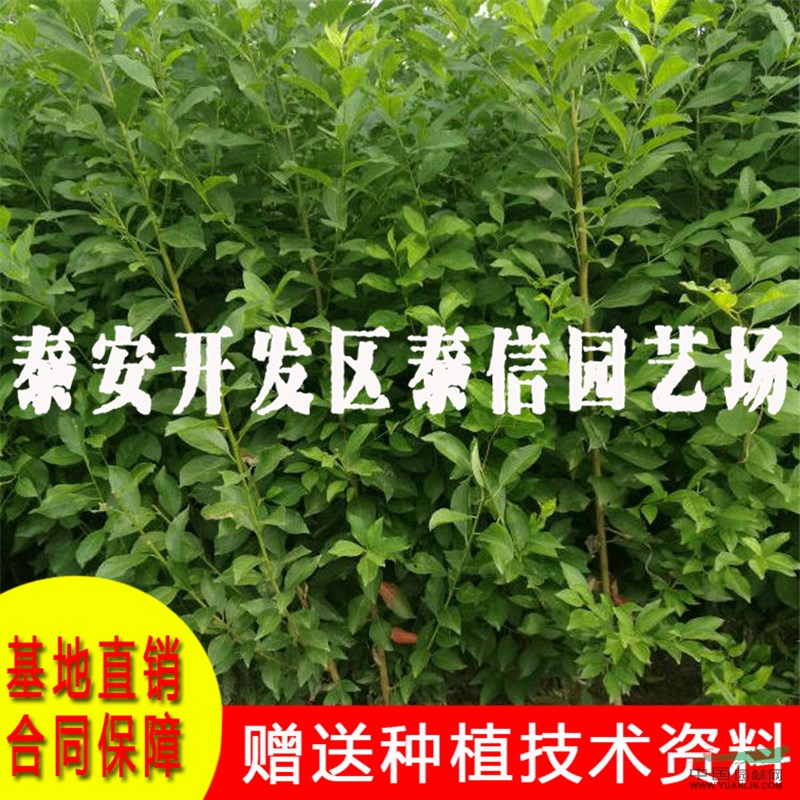 黑霸李子樹苗價(jià)格 黑霸李子樹苗基地