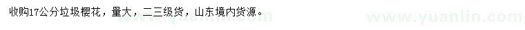 求購17公分櫻花