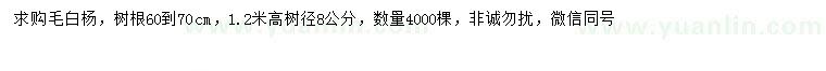 求購8公分毛白楊