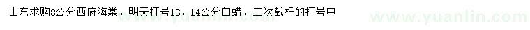 求購8公分西府海棠