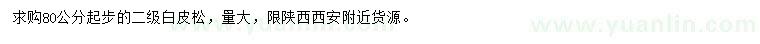 求購80公分起步白皮松