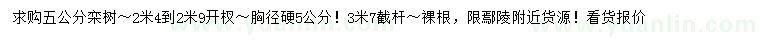 求購5公分欒樹