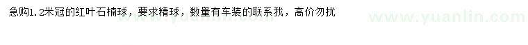 求購冠幅1.2米紅葉石楠球
