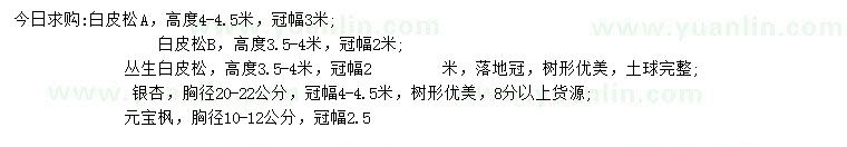求購白皮松、銀杏、元寶楓