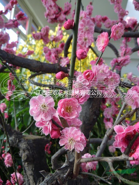 江南朱砂梅 梅花苗、梅花小苗