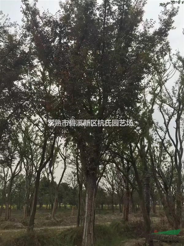 江蘇34公分櫸樹9500元， 35公分櫸樹9800元價格