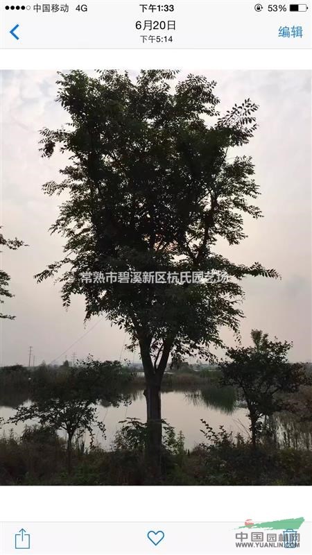 江蘇40公分櫸樹15000元 蘇州40公分紅櫸15000元裝