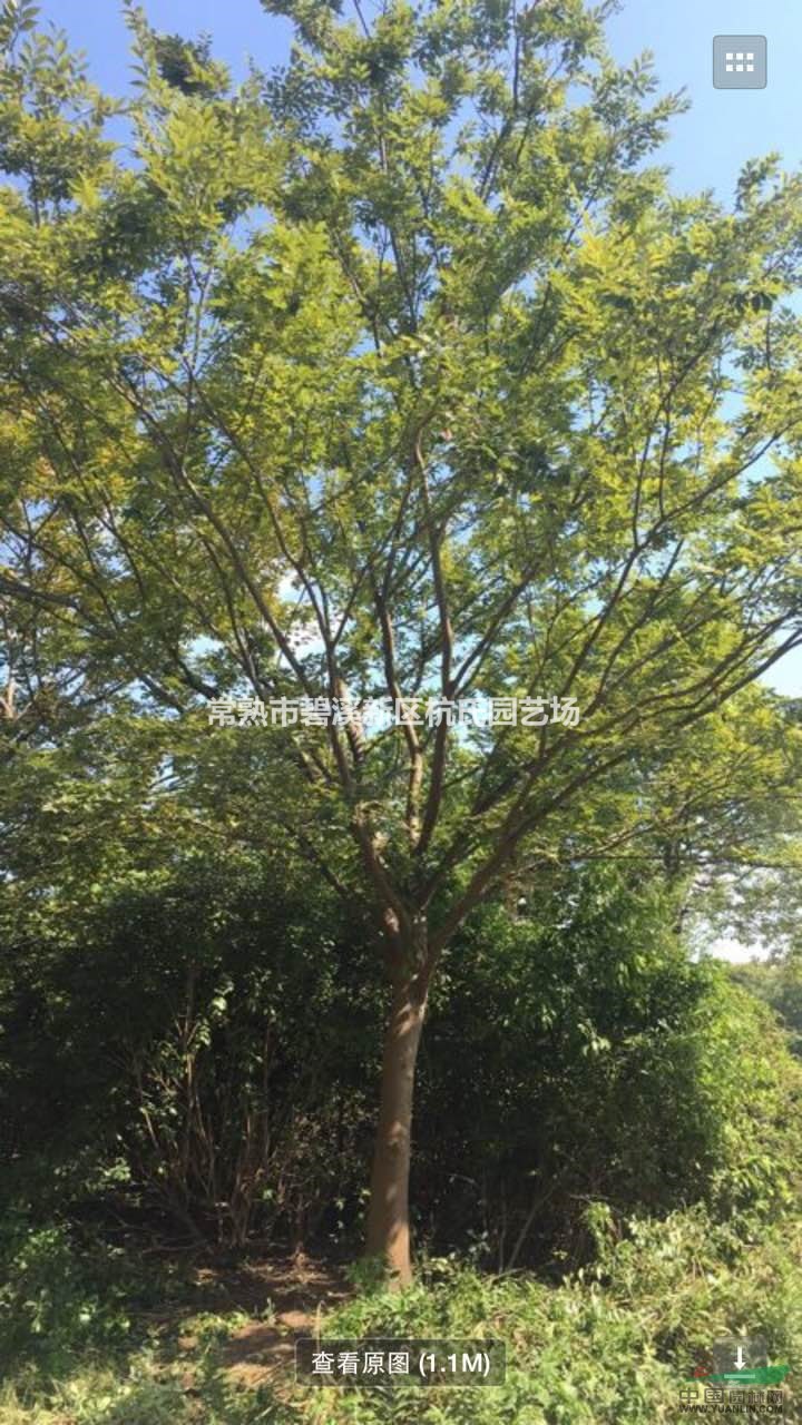 江蘇40公分櫸樹15000元 蘇州40公分紅櫸15000元裝